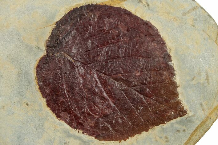 Fossil Leaf (Davidia) - Montana #305974